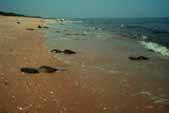 migrating horseshoe crabs