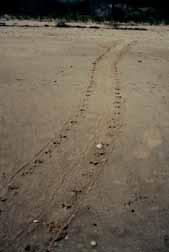 trail in the sand